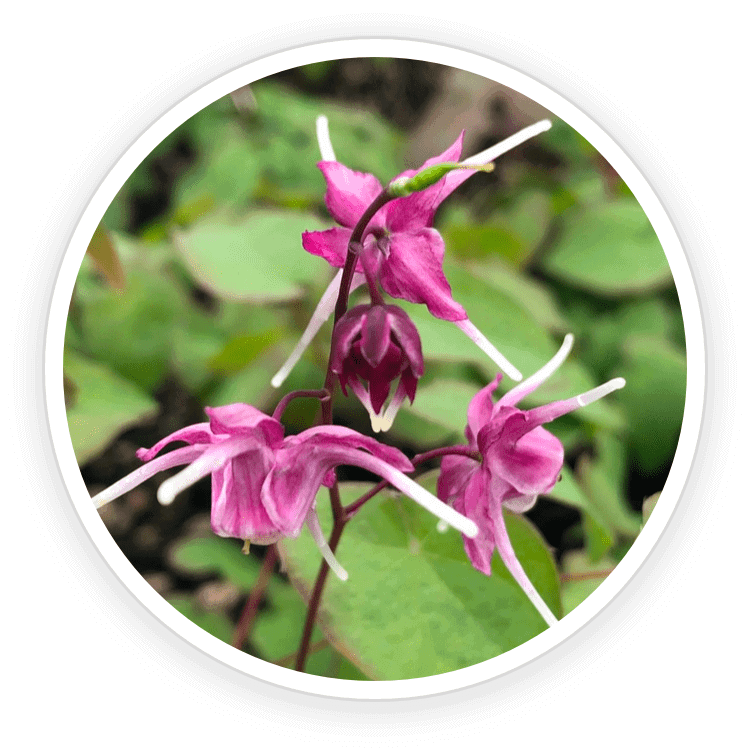 Quietum Plus Ingredients